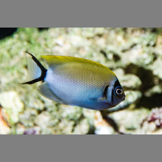 Masked Swallowtail Angelfish (Female)