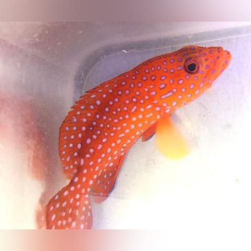 Miniatus Grouper