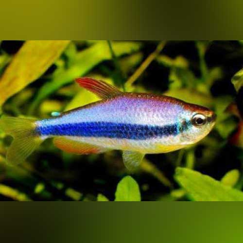Purple Emperor Tetra (school of 6)