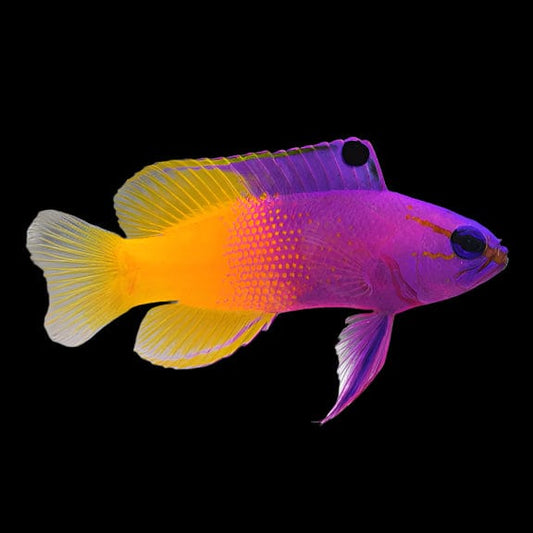 Royal Gramma Basslet - Atlantic