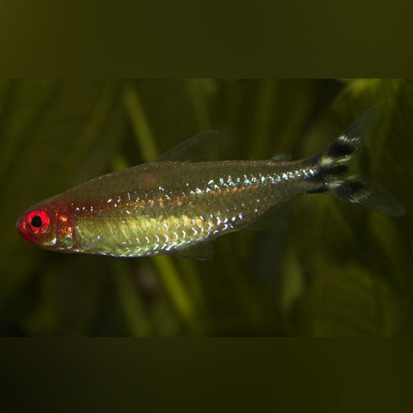 Rummynose Tetra (school of 6)