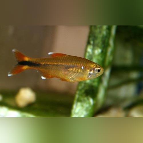 Silvertip Tetra (school of 6)