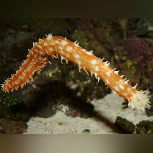 Tiger Tail Cucumber