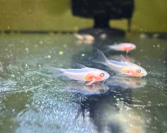 Pygmy Cory Albino