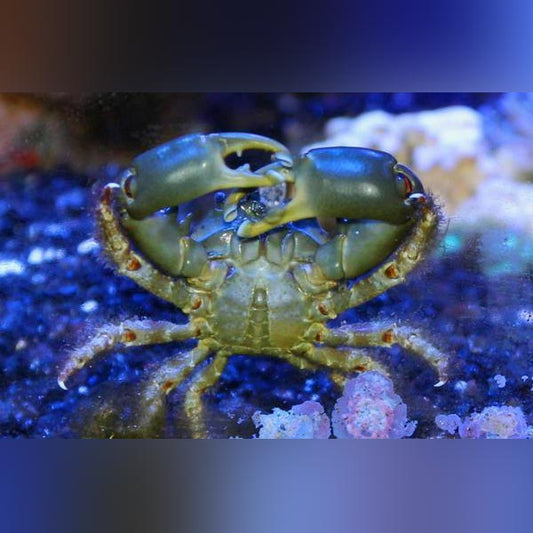 Emerald Crab (Atlantic)