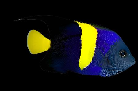 Asfur Angelfish - Adult