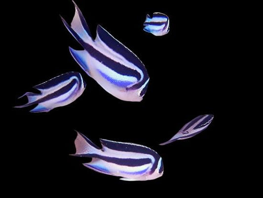 Bellus Angelfish - Female