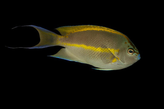Bellus Angelfish - Male