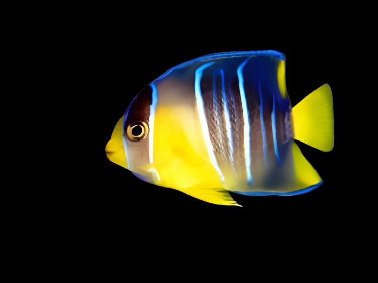 Blue Angelfish - Atlantic (Juvenile)