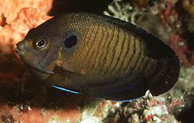 Bluefin Angelfish