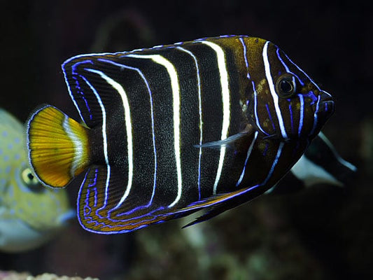 Chrysurus Angelfish - Adult
