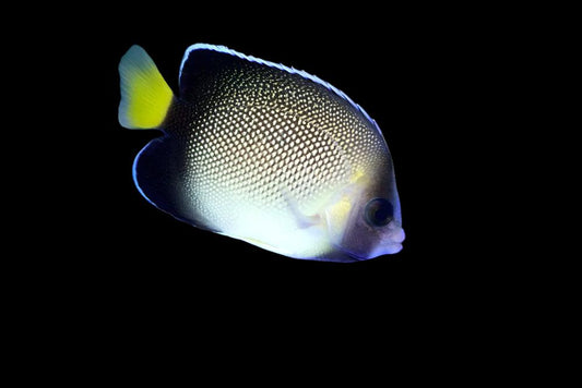 Cream Angelfish