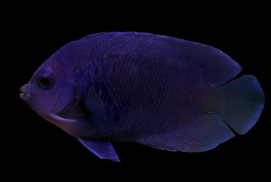 Blue Velvet Angelfish