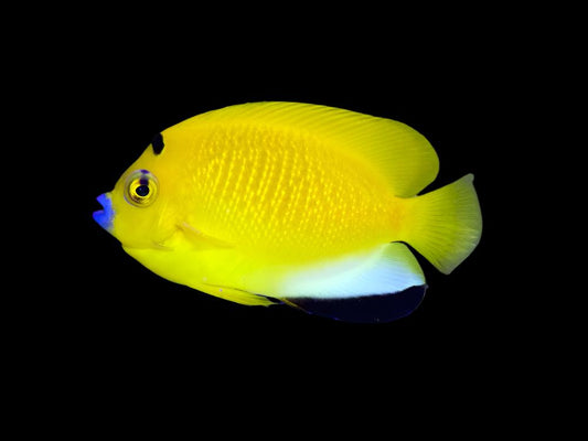 Flagfin Angelfish