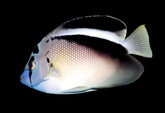 Griffis Angelfish - Marshall Islands