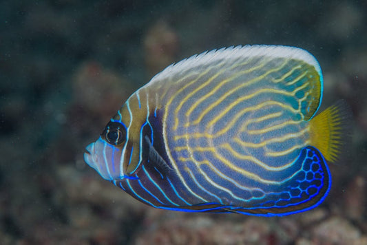 Imperator Angelfish - Changing