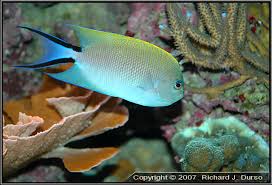 Japanese Swallow Angelfish - Female