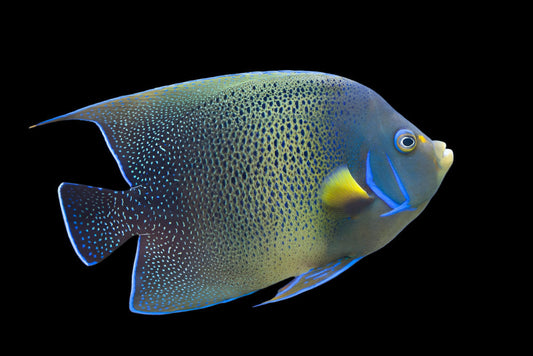 Koran Angelfish - Adult