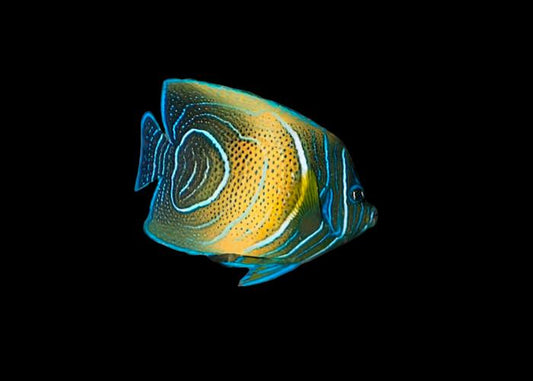 Koran Angelfish - Changing