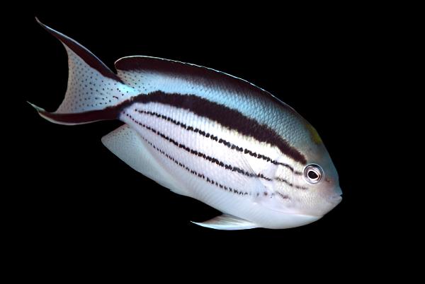 Lamarck Angelfish - Female