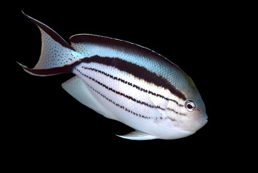 Lamarck Angelfish - Female