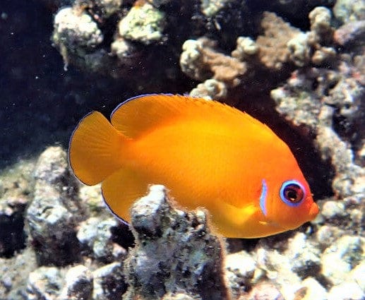 Orange Lemonpeel Angelfish (Marshall Islands)