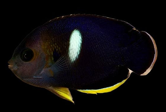 Melas Angelfish
