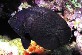 Midnight Angelfish