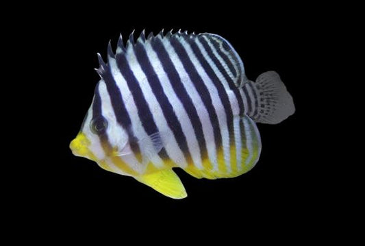 Multi-Barred Angelfish