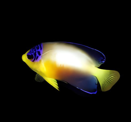 Multicolor Angelfish (Marshall Islands)
