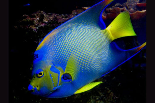 Queen Angelfish - Adult (Atlantic)
