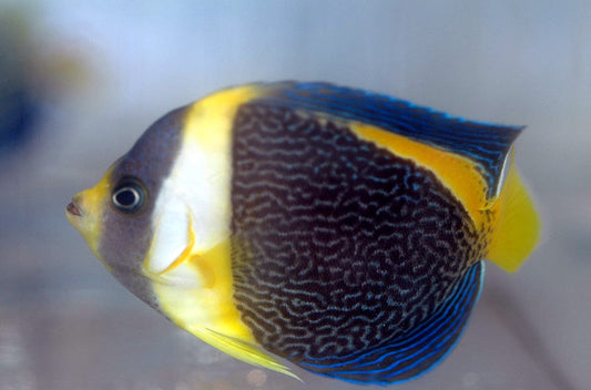 Scribbled Angelfish