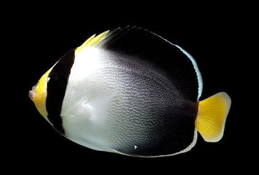 Singapore Angelfish