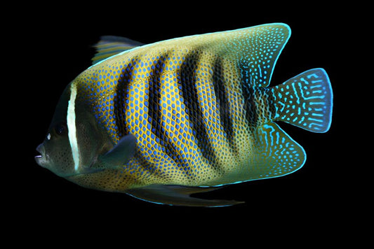 Six Bar Angelfish - Adult