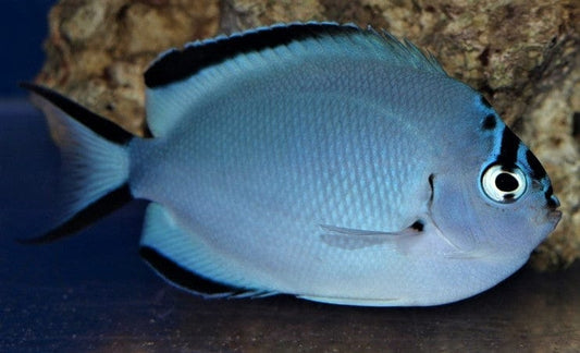 Watanabei Angelfish - Female