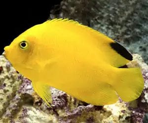 Woodheadi Angelfish - Fiji
