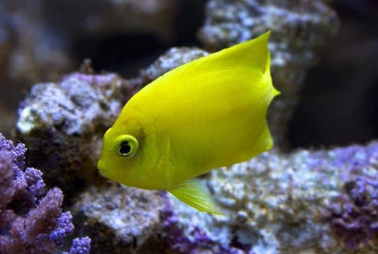 Yellow Angelfish