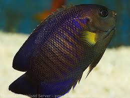 Yellowfin Angelfish (Indian Ocean)