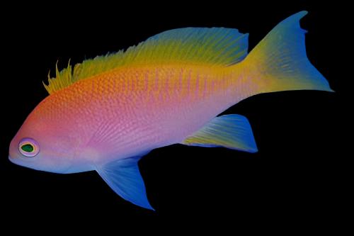 Bimaculatus Anthias - Female