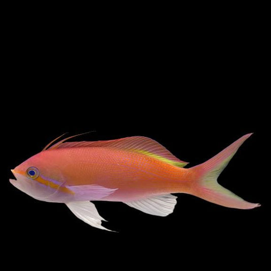Carberry Anthias - Male