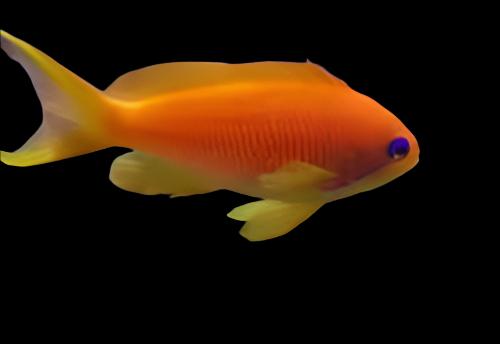 Blue Eye Orange Anthias - Female