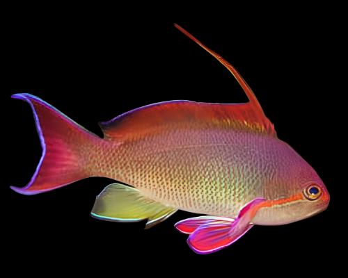 Blue Eye Orange Anthias - Male