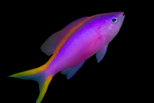 Queen Anthias - Purple Female
