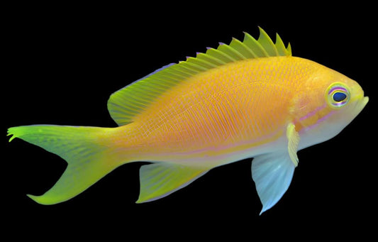 Yellow Square Anthias - Female