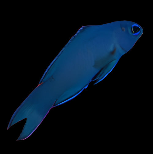 Macneill's Basslet