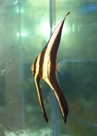 Teira Batfish