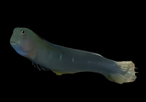 Bicolor Blenny- Female