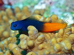 Bicolor Blenny - Male