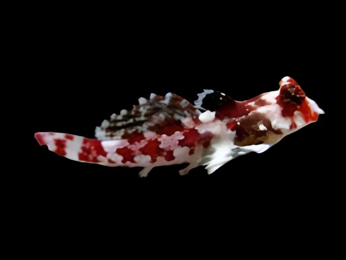 Red Scooter Blenny