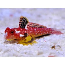 Ruby Red Dragonette Blenny